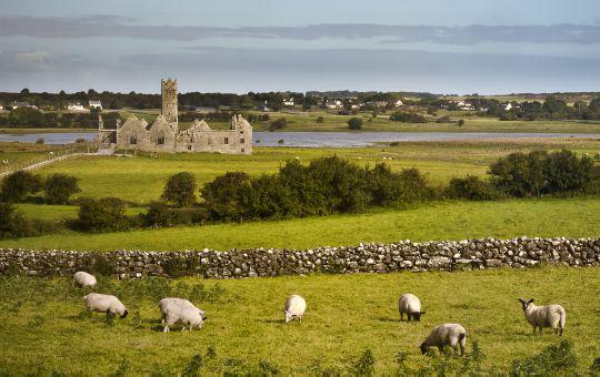 Immersion en famille en Irlande